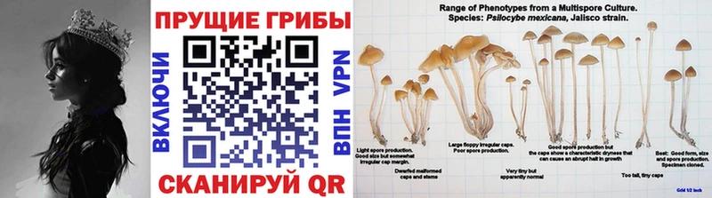 Псилоцибиновые грибы Magic Shrooms площадка телеграм Ершов где купить наркоту